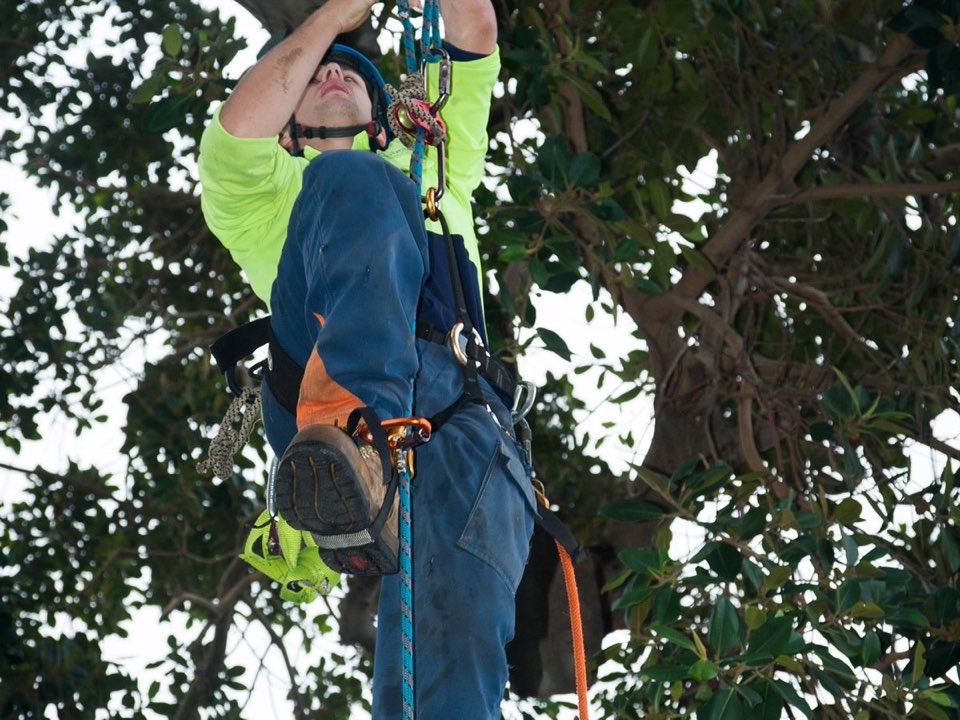 Qualified arborist working in a mature tree during a property survey in Moray