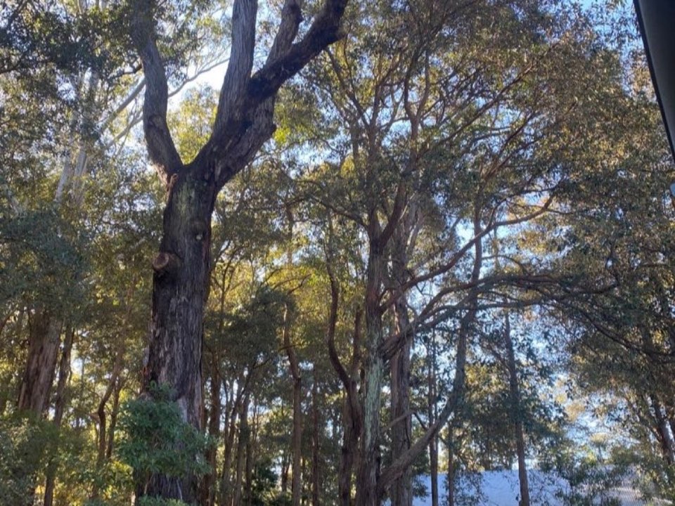 Mature trees in a Moray parkland setting due for routine re-inspection